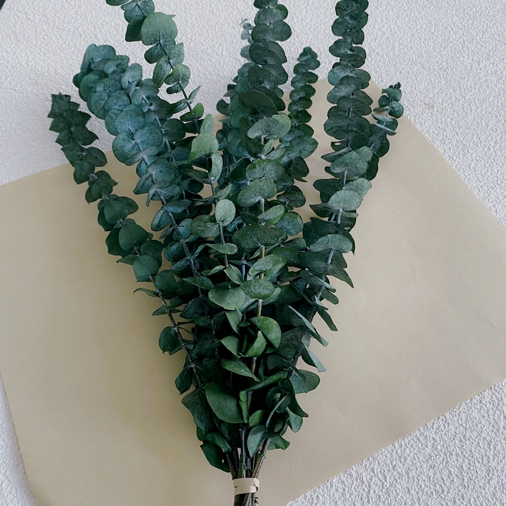 Factory Wholesale Natural Eucalyptus Leaves Dried Flower Wedding Decoration Preserved Eucalyptus Leaves