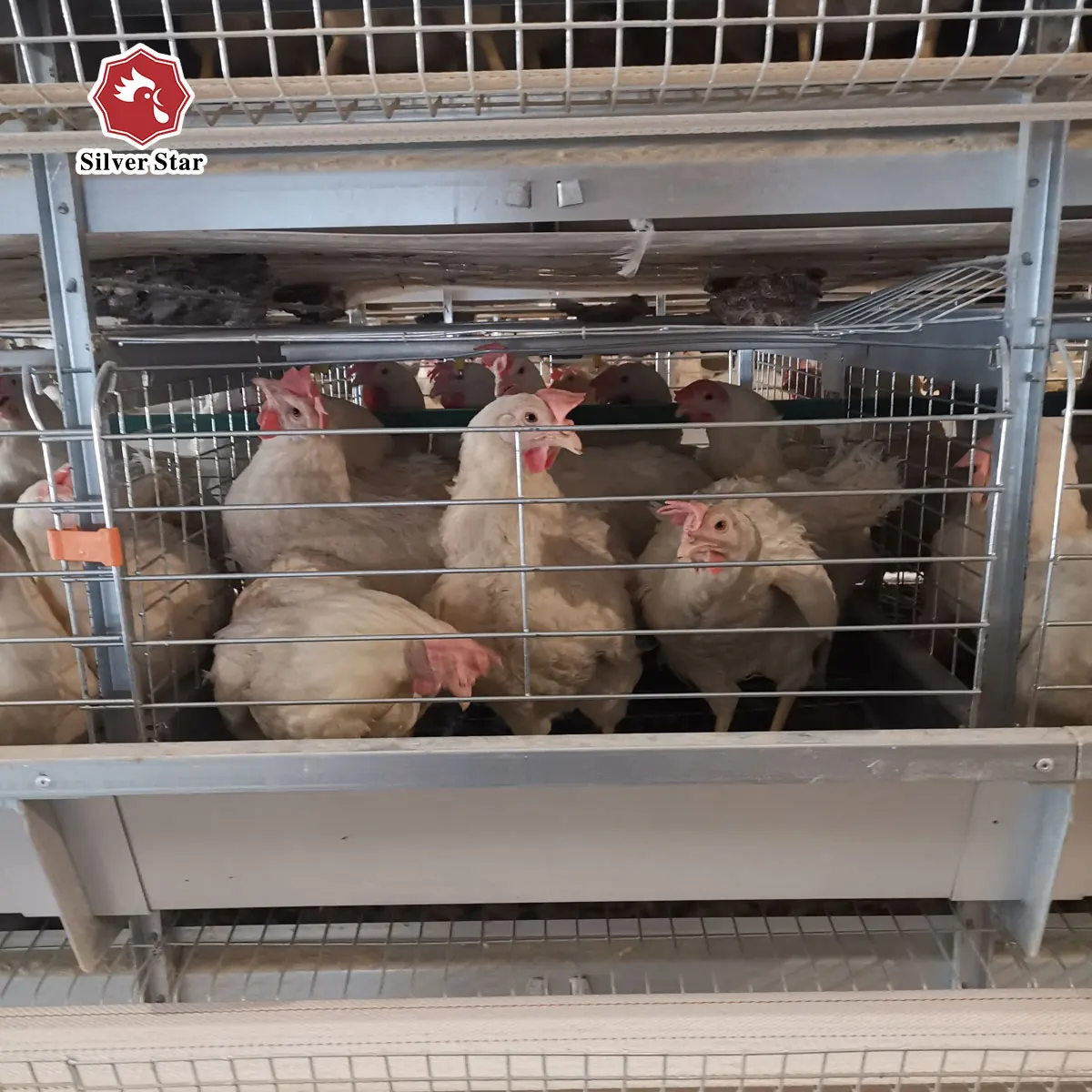 Poultry Farming Equipment Battery Chicken Cages For Laying Hens Sell In Algeria