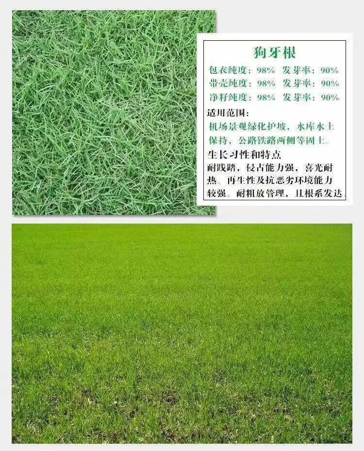 
Suntoday High Quality Natural Grass and Grass Grassgrass Seeds1kg/bag 