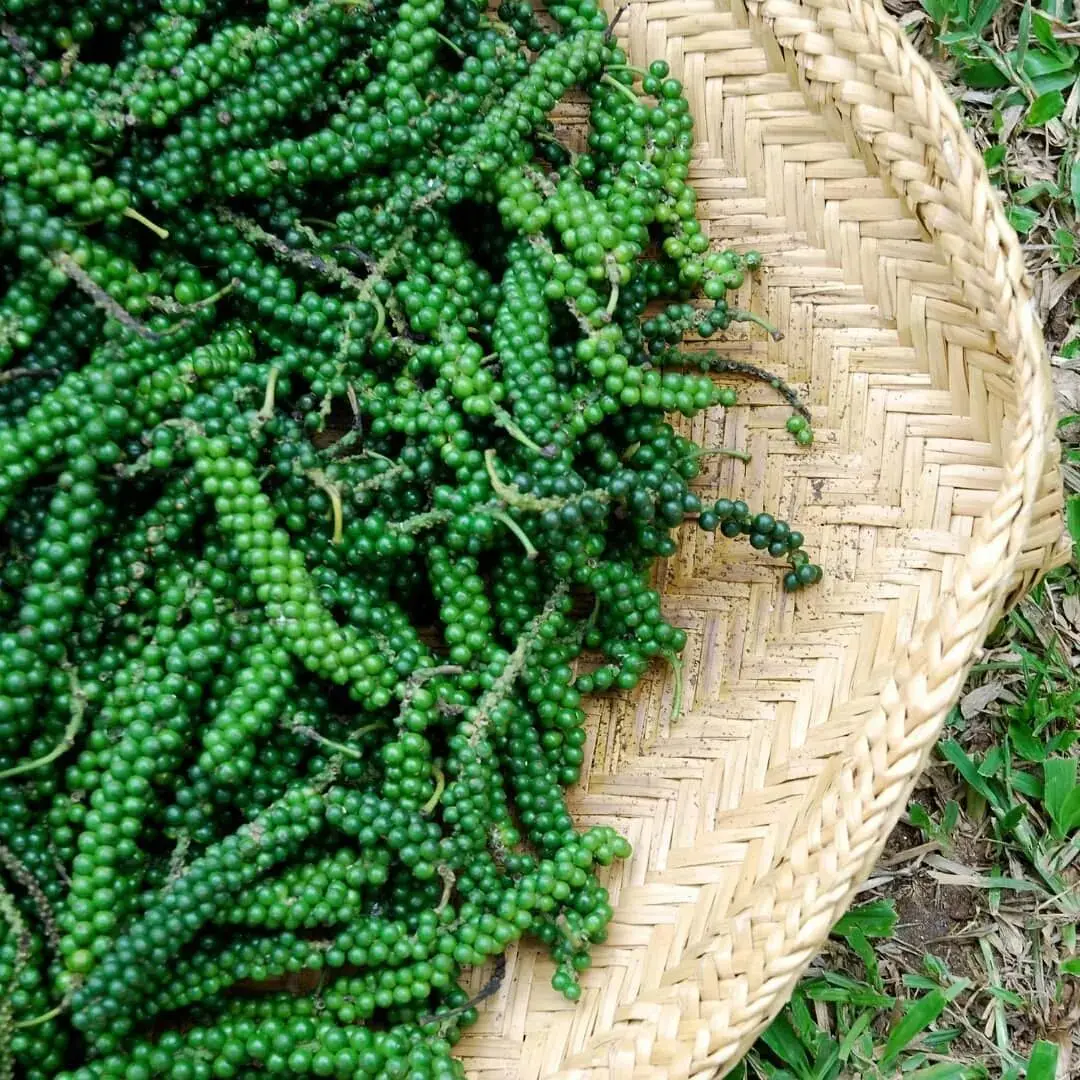 Горячая Распродажа, натуральный дешевый 100% свежий ингредиент черного перца, СПАЙС, сушеный черный перец из Таиланда