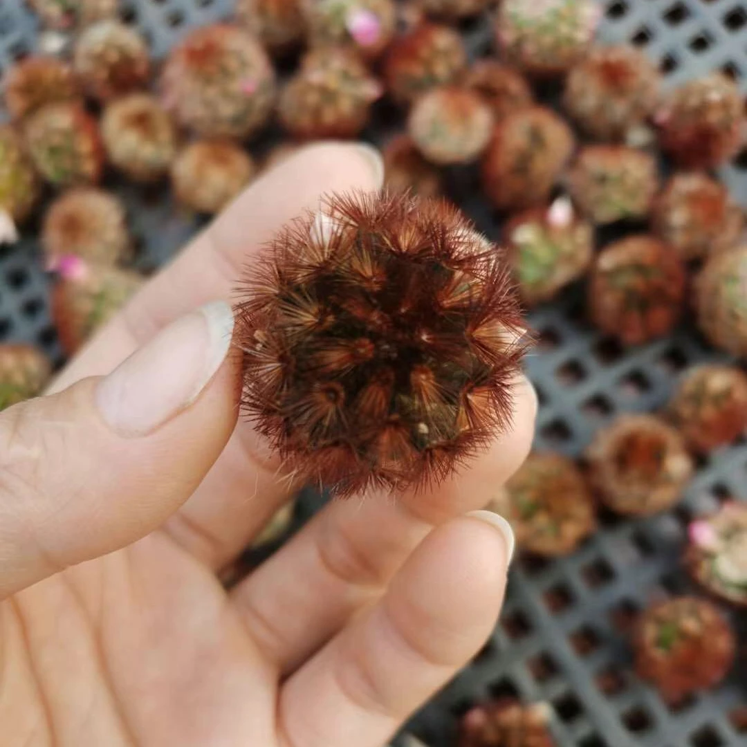 Лидер продаж, миниатюрный реалистичный кактус Mammillaria carmenae, красная шипа, самокорневой садовый кактус