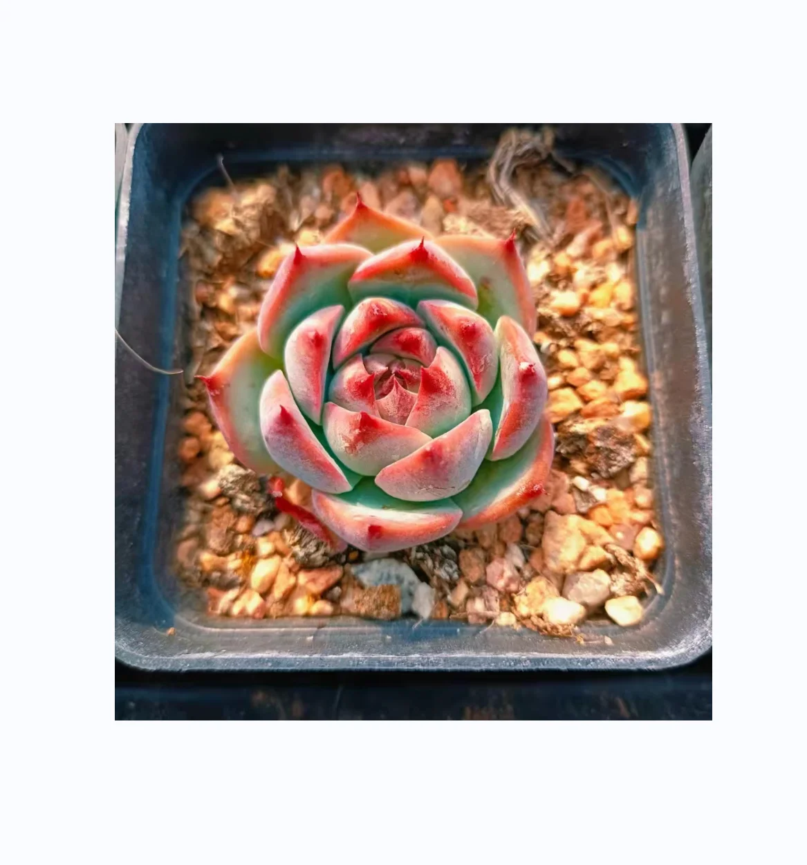 Mini Succulent Cactus Plant Artificial Faux Indoor Artificial Small Plants