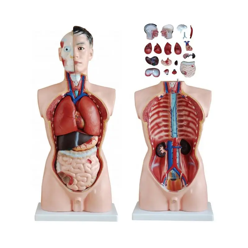 85cm Biological aids human anatomy models teaching model silicone man model for teaching