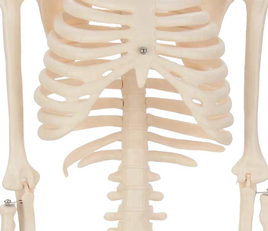 CBM-001C 85cm Human Skeleton  Model,Artificial Education Anatomical Medical Skeleton Model