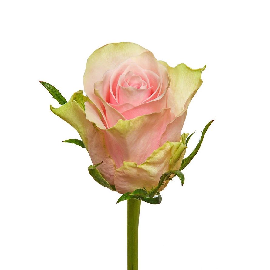 Best Selling 52cm Kenyan Fresh Cut Pink Rose Wholesale and Retail Fresh New Petal Best Stem Quality