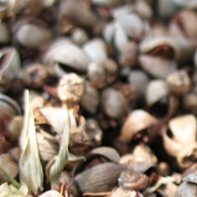 
Palm Kernel Shell from Agricultural Waste with Competitive Price 