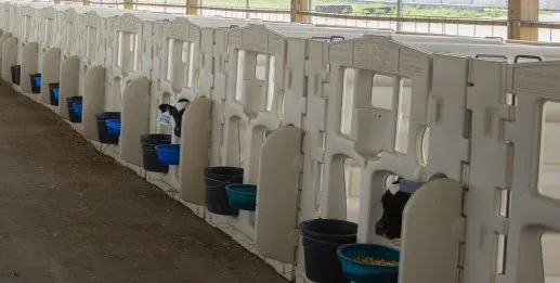 TOP Manufacturer Cattle Housing Animal Cages for Poultry Farms with Retail Price Long Service Life Livestock Calf Pen