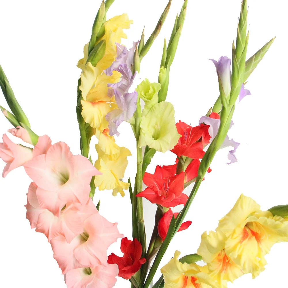 Wedding Decoration Real Flower Shop Fresh Cut Flower Sword Lily Gladiolus Best Quality Fast Shipping Wedding Supplies