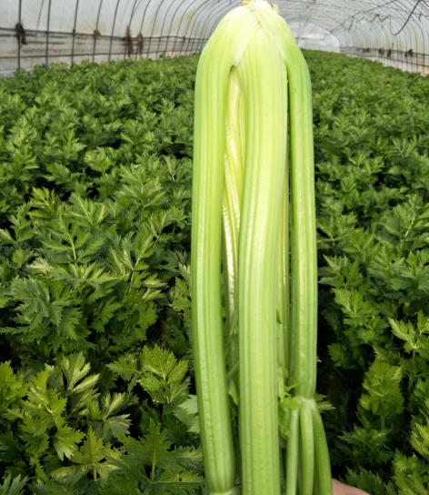 Большая оптовая продажа свежего Сельдерея