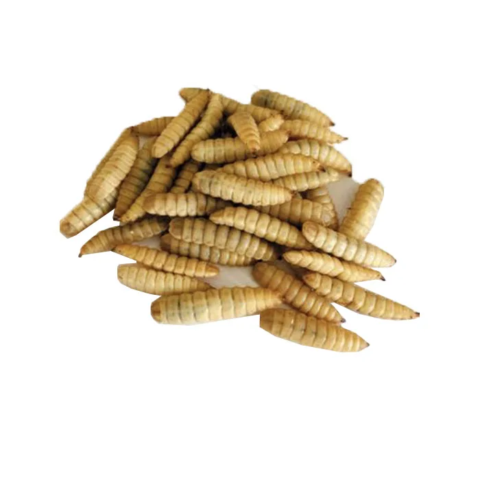 popular Microwave yellow High protein color dried black soldier fly for bird food