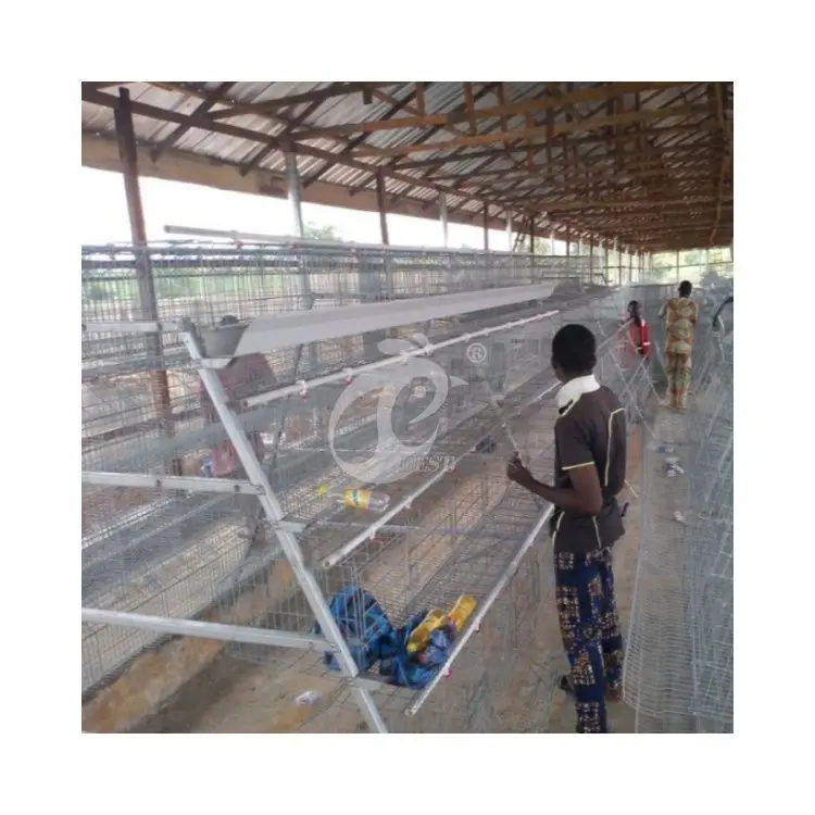Battery Cages For Poultry Farming Chicken Layer 10000 Birds