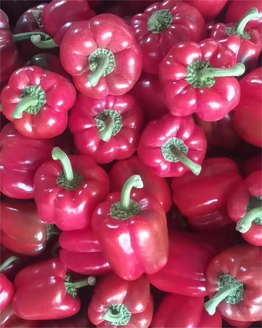 fresh sweet bell pepper fresh coloured capsicum green red yellow bell pepper