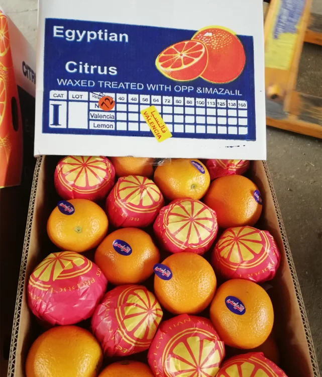 
Wholesale High Quality Fresh Egyptian Valencia Orange 