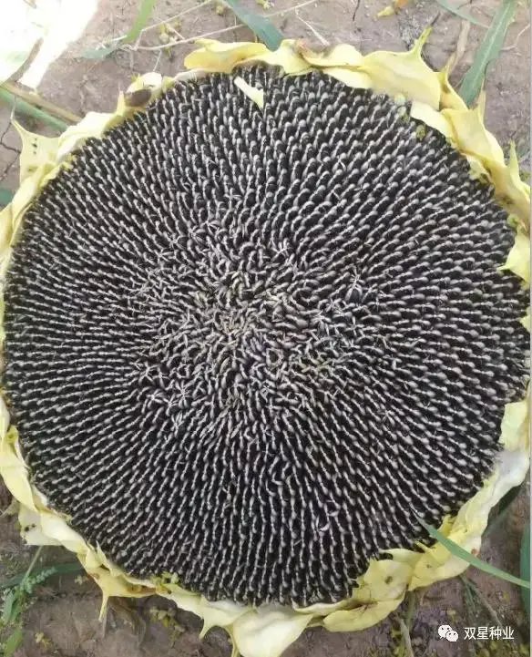 S1310 Chinese hybrid sunflower seed