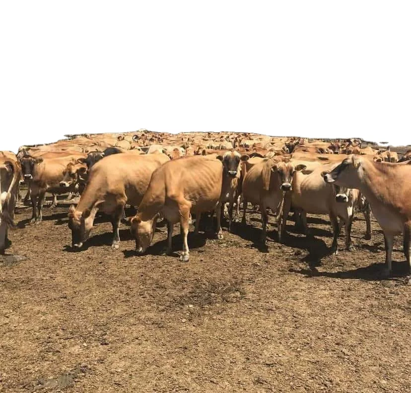 Pregnant Cows, Alive Jersey Cows for Sale With High Milk Production.