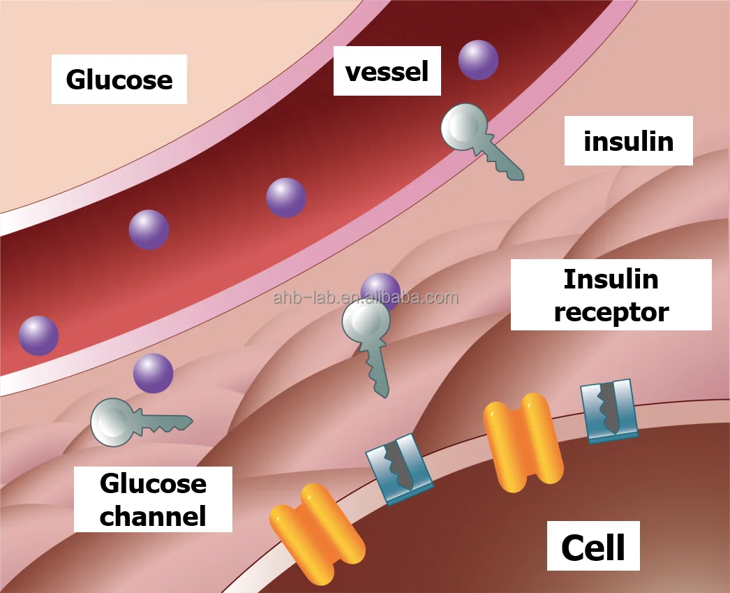 5000ppm Новый пептидный раствор горькой тыквы для диабета II типа I