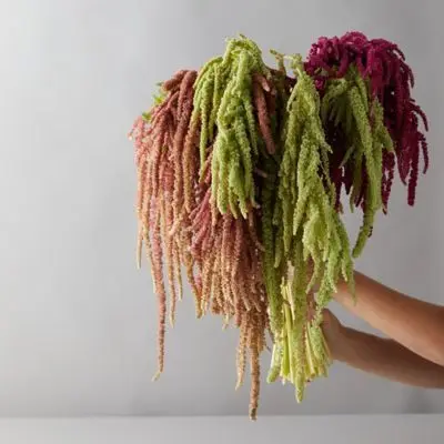 Factory Wholesale wisteria hanging flowers amaranthus fresh cut flowers Hanging Amaranthus for home decor or wedding backdrop