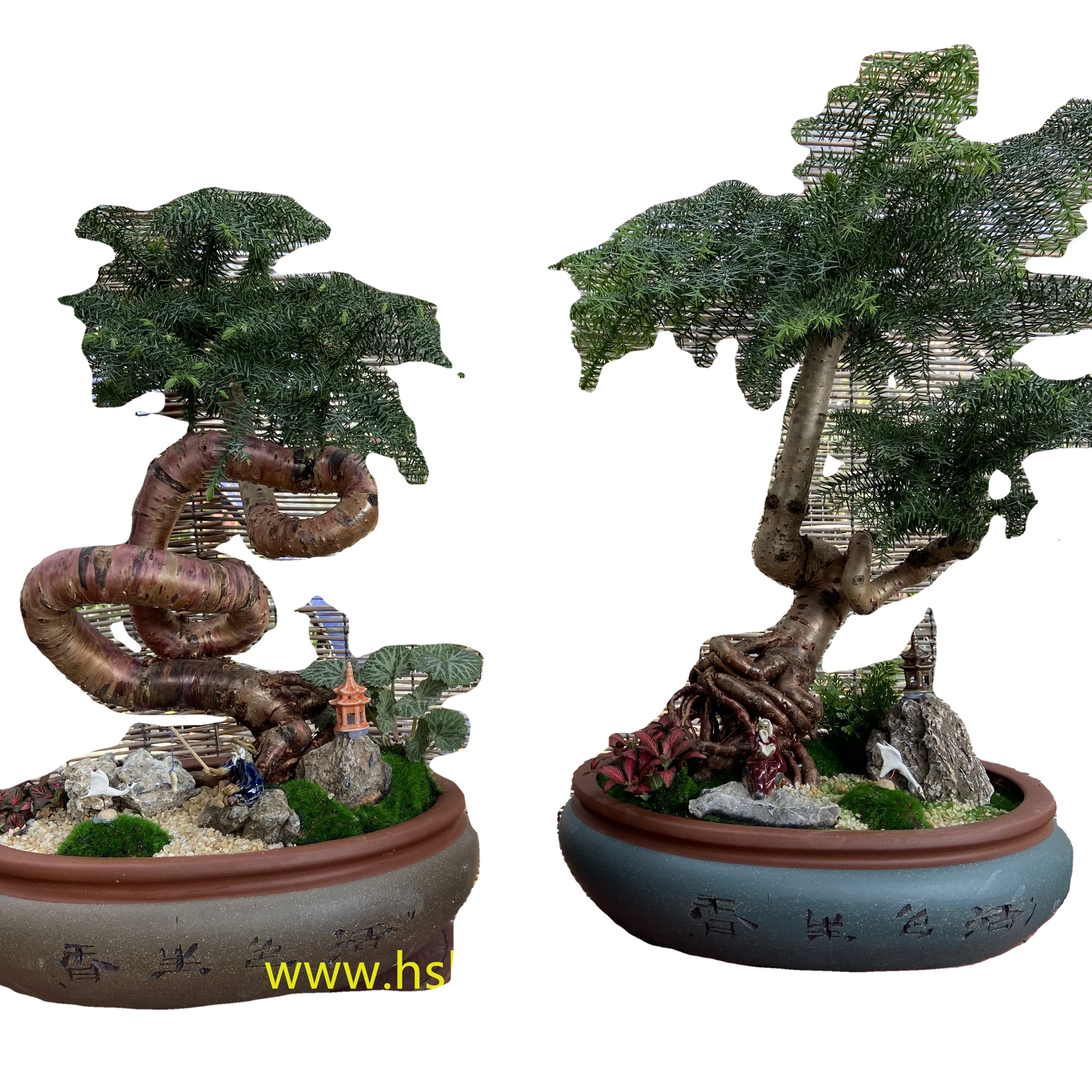 
Professional manufacture cheap foliage plants natural plants ornamental ficus ginseng bonsai 