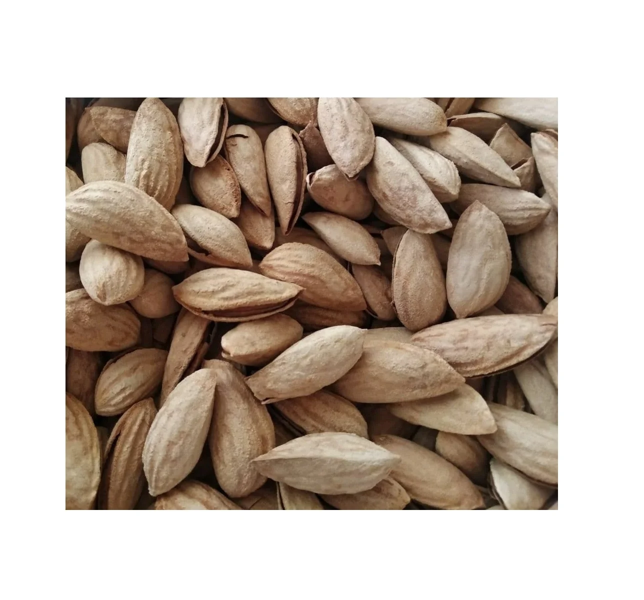 Raw natural almond nuts