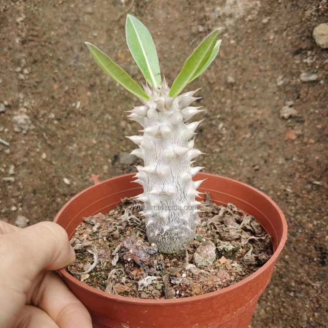 Wholesale cactus rare plants real cacti Pachypodium densiflorum live plant Thailand succulent nursery live plant