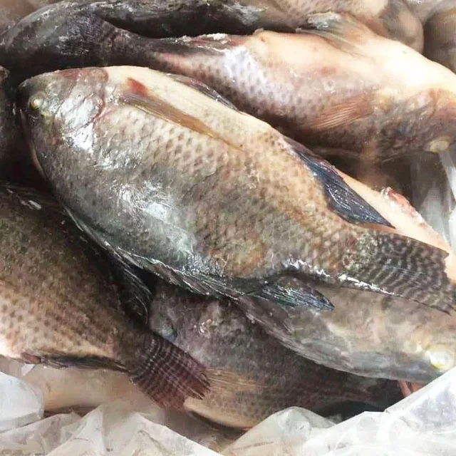 Fresh IWP Whole Cleaned Poisson Congele Tilapia Frozen Black IQF Gutted & Scaled Tilapia Price