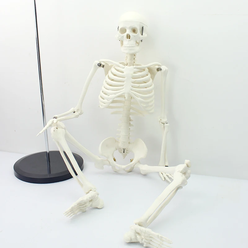 Human Teaching Skeleton Model Spinal Column Model 85cm Human Skeleton with Natural size of pvc