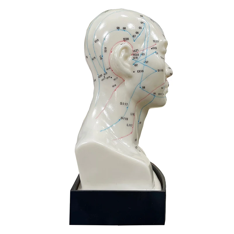 Shopping Extravaganza High Quality Medical Use Acupuncture Model Head Acupuncture Model Instructional Acupoint Teaching Model