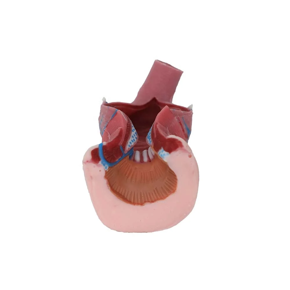 Popular Human Soft Silicone Anal Tube Anatomy Model Digestive System Model