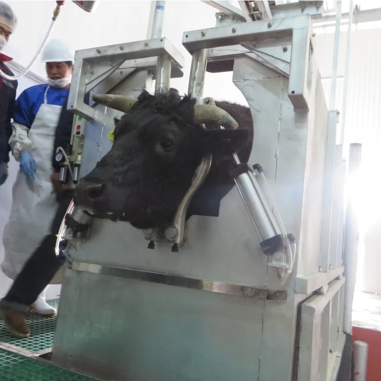 Kosher Cow Slaughtering Equipment or Halal Cow Meat Butcher Abattoir
