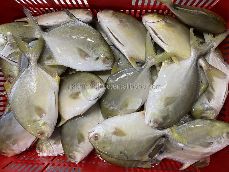 China farming Frozen Golden pompano/pomfret Whole Round