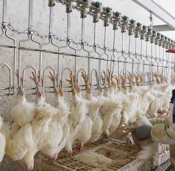 1000bph оборудование для переработки птицы/Оборудование для забоя цыплят/завод для продажи