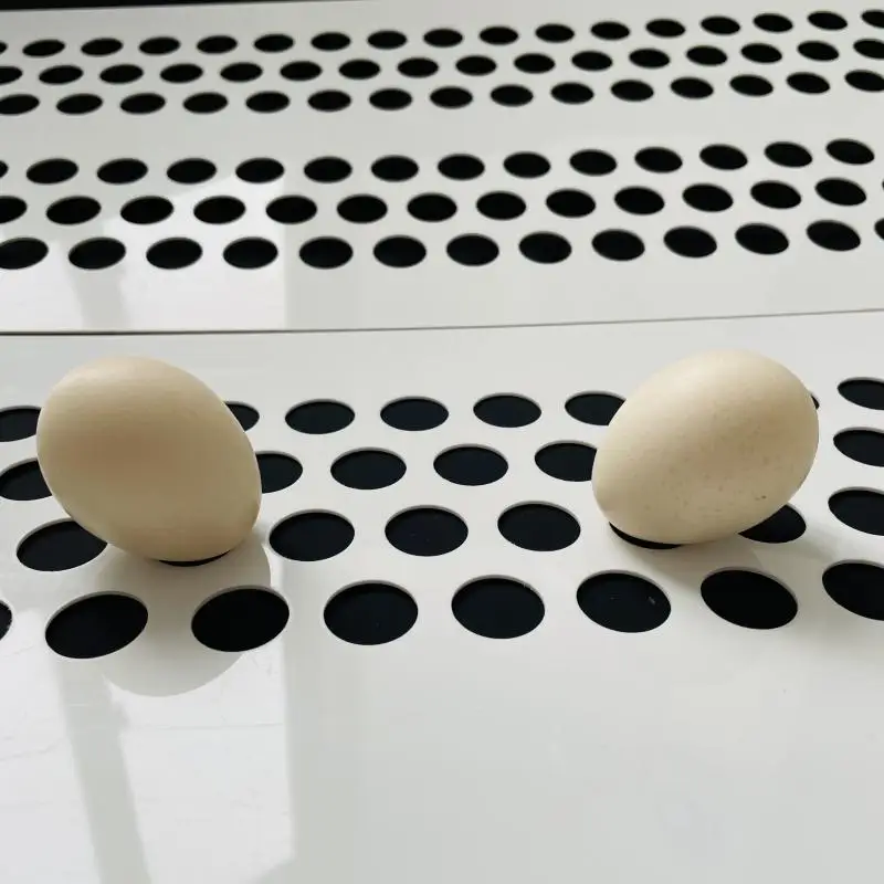 farm Agricultural PP Poultry Conveyor Belt Polypropylene Conveyor Belt For Chicken Manure Removal System egg belt 11