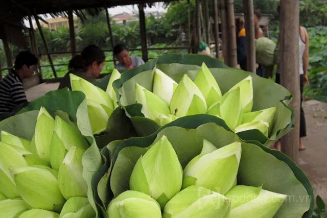 Fresh Lotus Flower from Vietnam - Competitive price