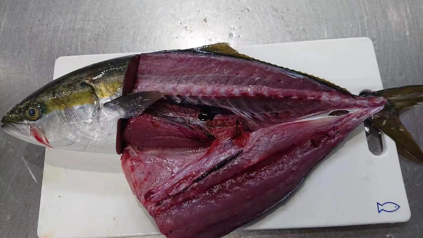 kanpachi Frozen fish cut yellow tail yellow taillla longiceps by wild planet new caught Japan origin for human consumption