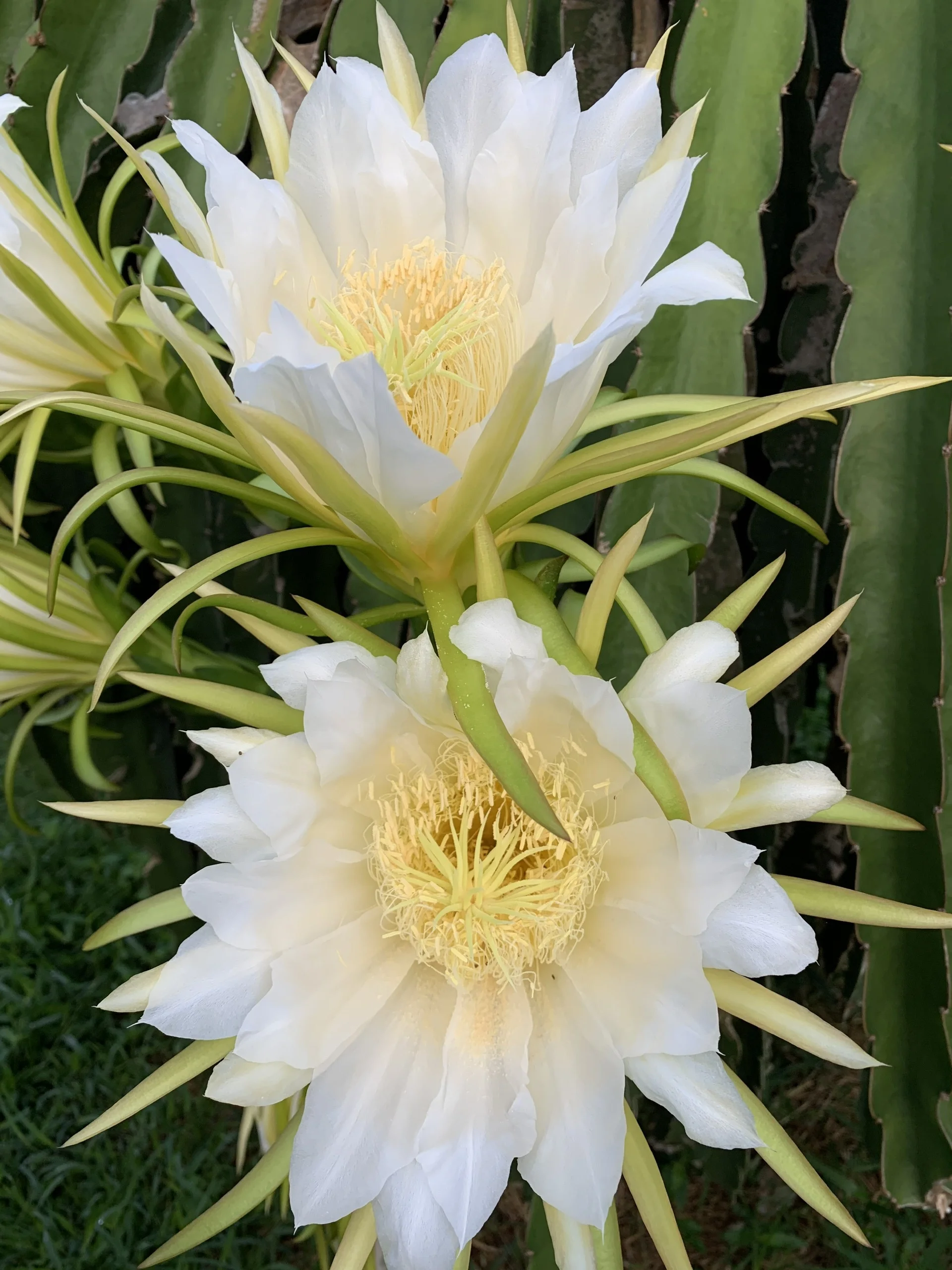 WHOLESALE 100% NATURAL DRIED DRAGON FRUIT FLOWER