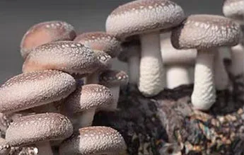 sawdust making machine wood shredder machine wood chipper shredder for wood pellet