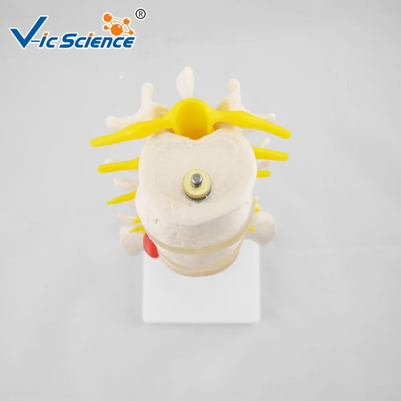 Life Size Lumbar Vertebrae Model with Sacrum Skeleton Model Anatomy Human Skeleton Model
