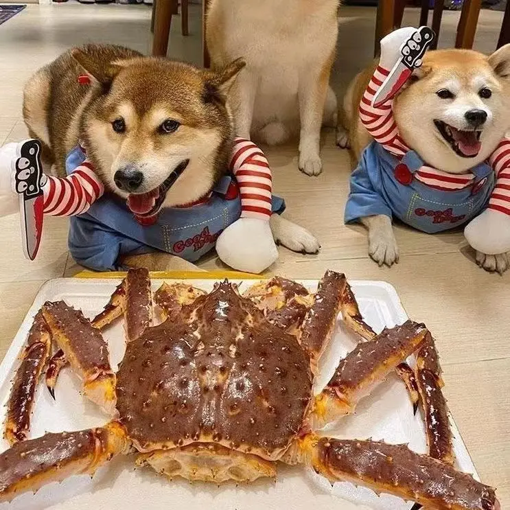 Wholesale Creative Pattern Weird Dog Clothes holiday dress Pet Funny Halloween Costumes For Dogs