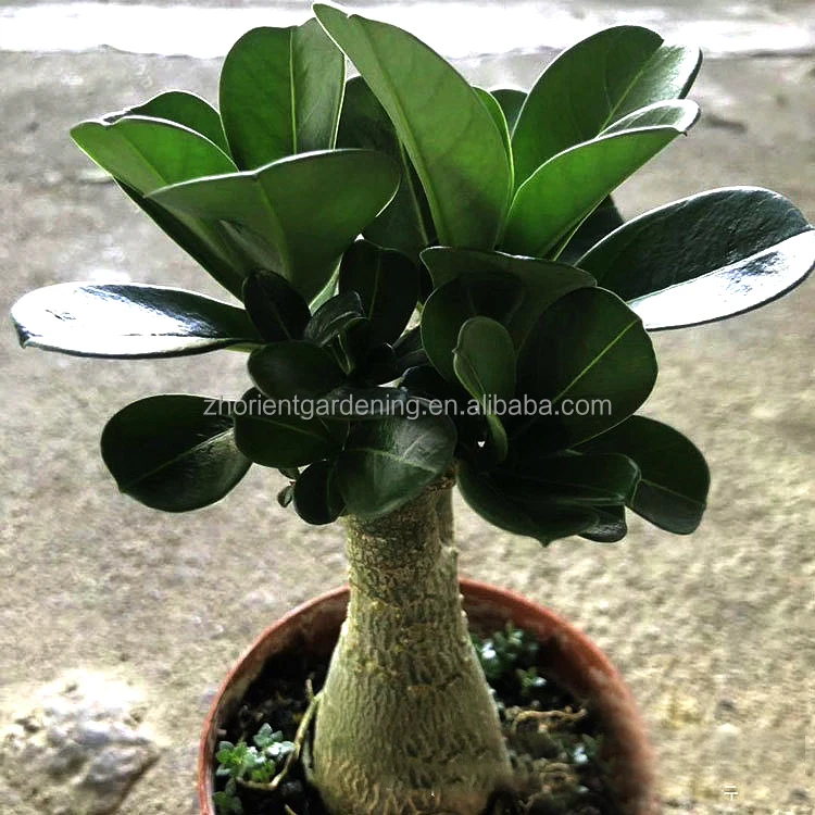 Hot sale Adenium obesum grafted with flower, Desert rose indoor Bonsai plants