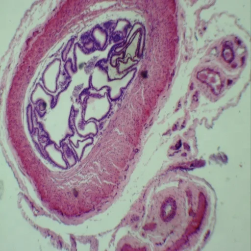 Microscope Slides - Zoology 100pcs Animal Prepared Slides High Quality Educational Supplies for Zoology