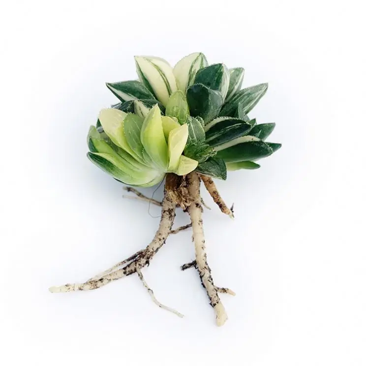 
Low Price Large Quantity Indoor Household Adornment Haworthia Retusae Variegata Mini 