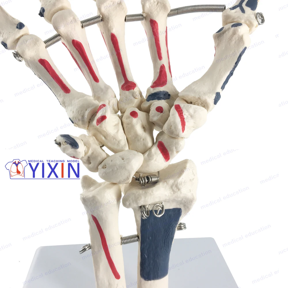 Модель каркаса YiXin/Hand включая улну и радиус с вставками для