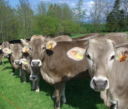 Parda alpina oxes bulls