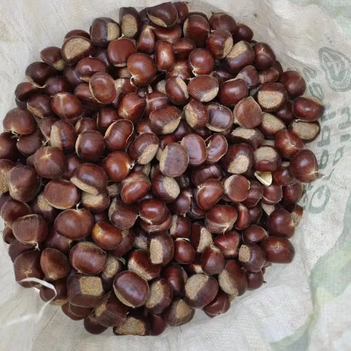 Good Quality Chestnut