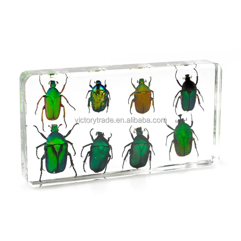 V-DB009 Горячая продавая животных Встроенный образца 8 розовое чафер жук набор высокая прозрачность смолы образца для обучения