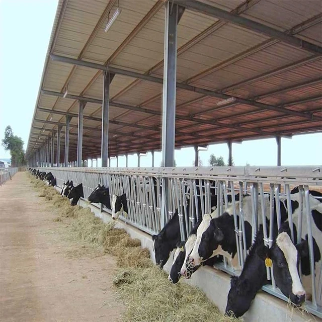 Steel Structure Cow Shed Structural Steel H Beam for Sheds Prefabricated Warehouse Cow Sheep Pig