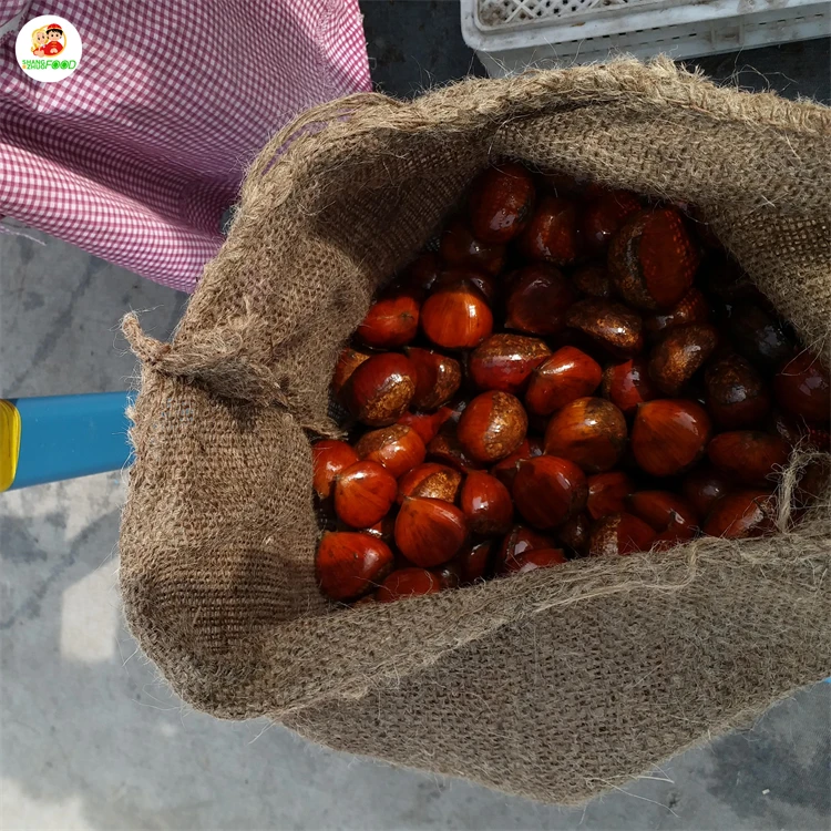 Factory Direct Supplier turkey chestnuts raw Fresh Chestnuts for sale
