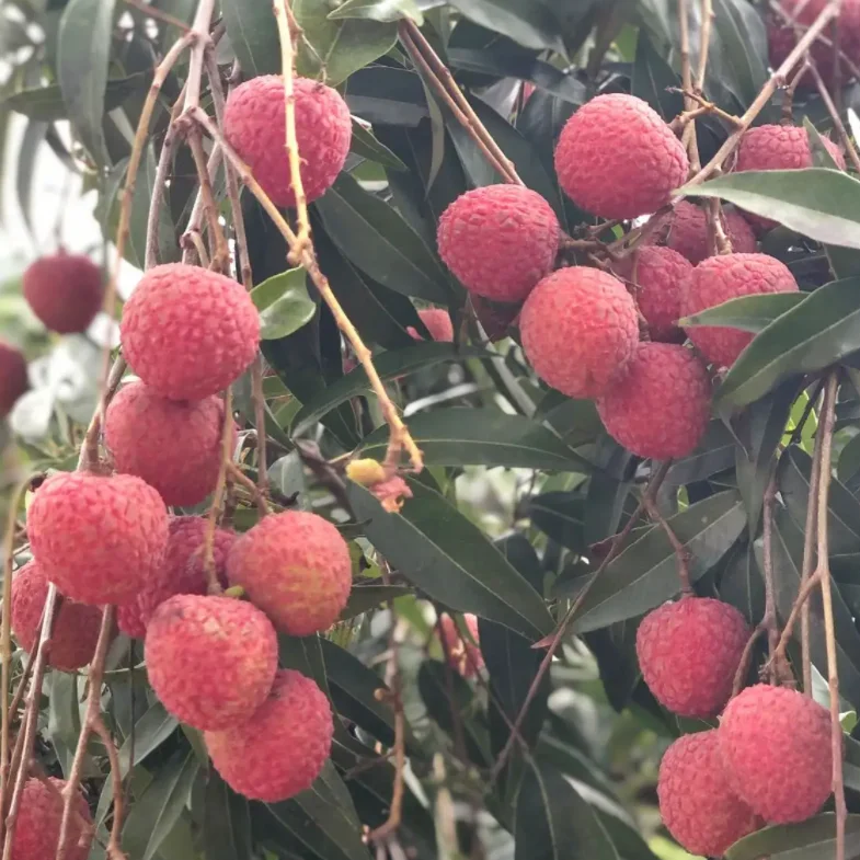 high good feedback lychee sweet tender juicy fruit