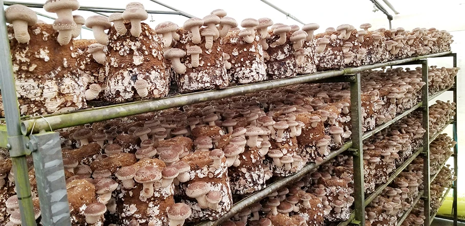 Special techniques mycelium  satrise  mushroom cultivation growing