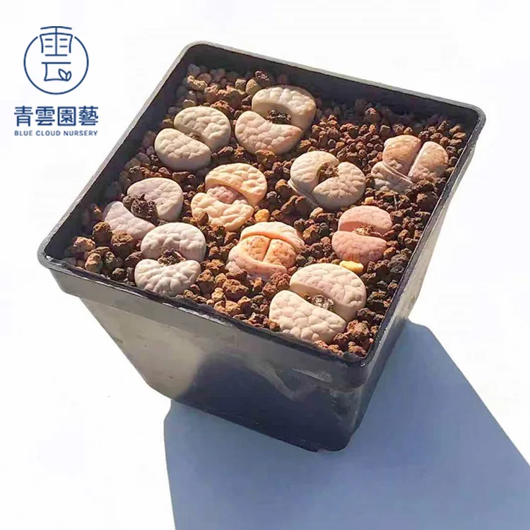 
wholesale top sale benz lithops 2 cm succulent cactus new succulent plants living stones lithops 
